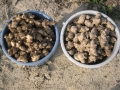 H30.3.11菊芋の種芋(10k)＠IMG_4723