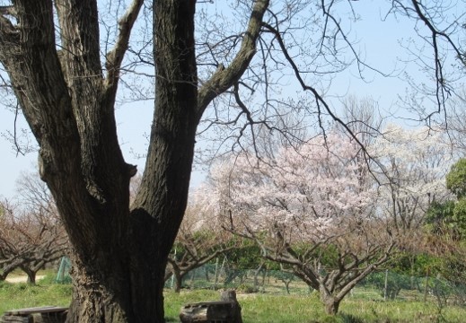ｼﾝﾎﾞﾙｺﾅﾗ＆桜並木IMG_8793 (640x427)