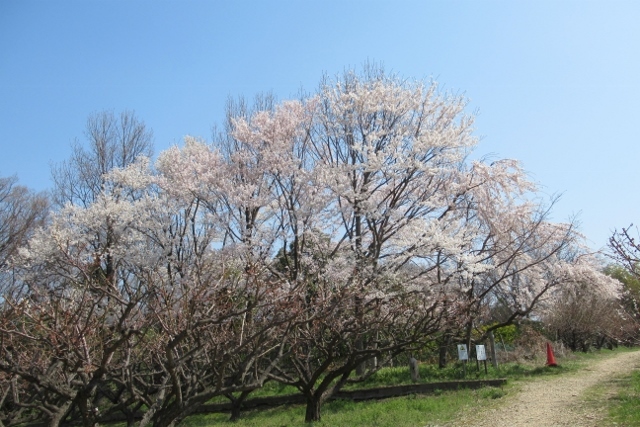 桜並木IMG_8794 (640x427) (2)