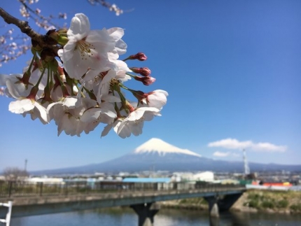 桜と富士山 (4)