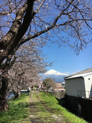 桜と富士山 (2)