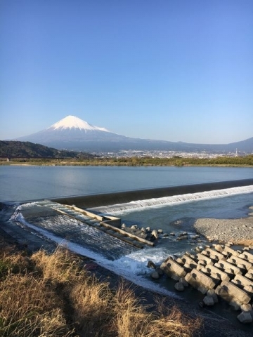 桜と富士山 (13)