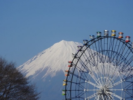 桜と富士山 (12)
