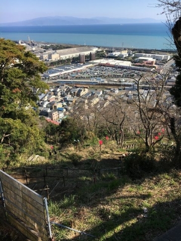 桜と富士山 (9)