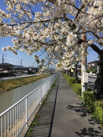 桜と富士山 (7)