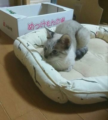 ちりこちゃん　覚えのある猫ベッド