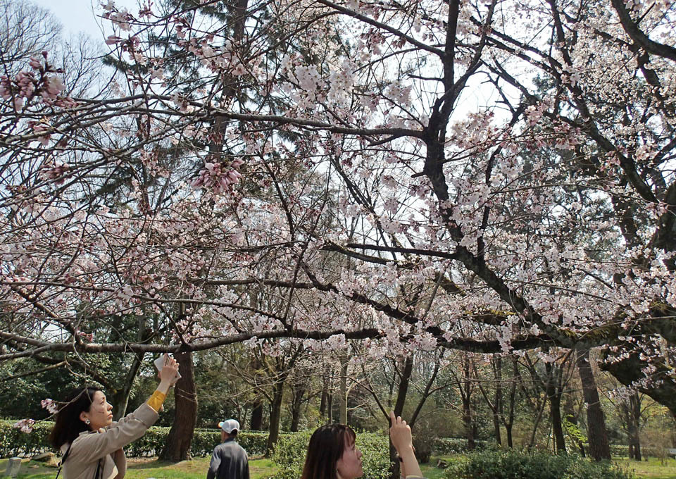 江戸彼岸桜