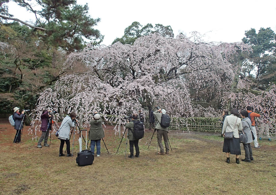 近衛邸の枝垂桜