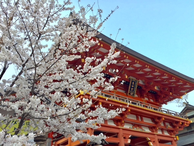 生田の桜