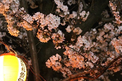 提灯と桜