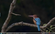 7_Chitwan bird35