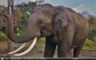 5_Chitwan elephant30s
