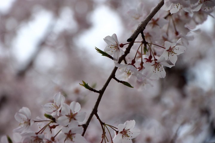 180324_Cherry-Blossoms.jpg