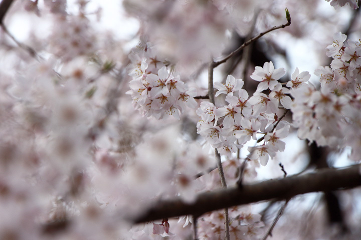 180324_Cherry-Blossoms_1.jpg