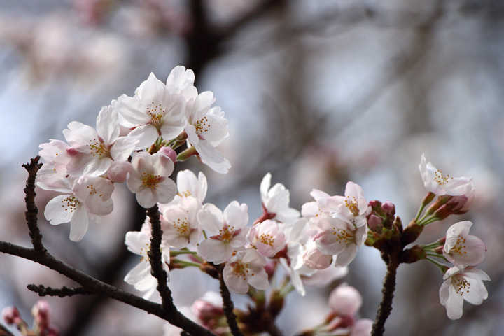 180324_Cherry-Blossoms_4.jpg