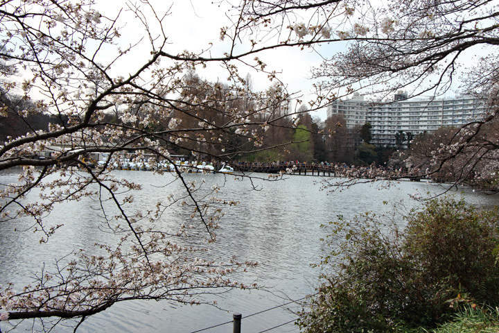 180324_Inokashira-Park_3.jpg
