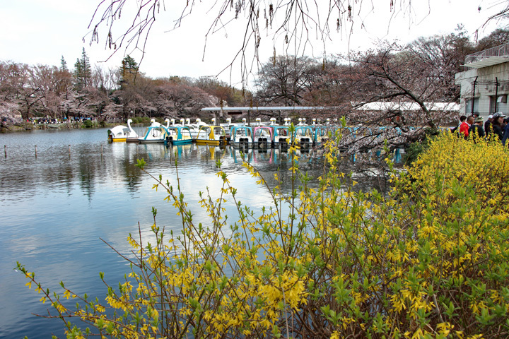 180324_Inokashira-Park_Golden-bells.jpg
