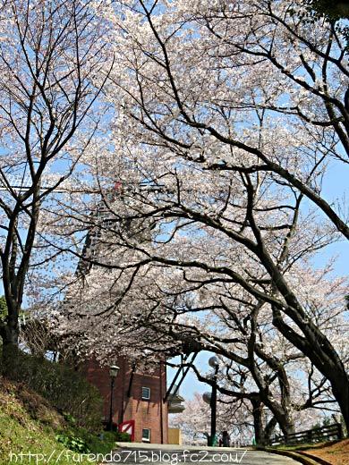 永源山公園の桜
