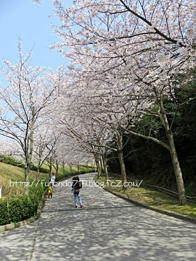 冠山総合公園の桜