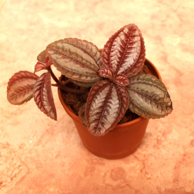 nurserylive-pelia-friendship-plant.jpg