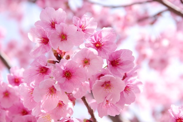 野毛山公園　展望地区の桜