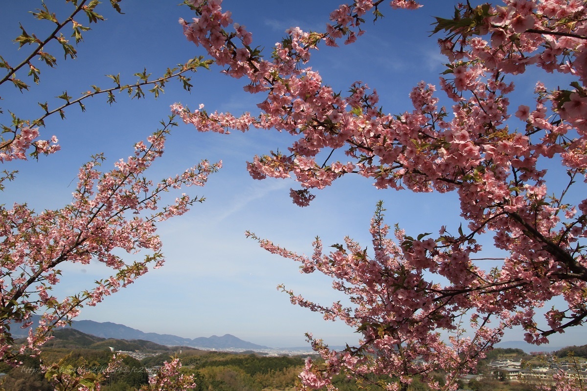 河津桜と二上山 日々彩々