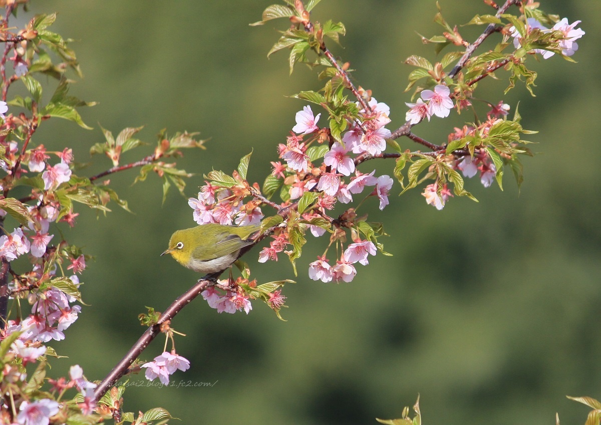河津桜と二上山 日々彩々