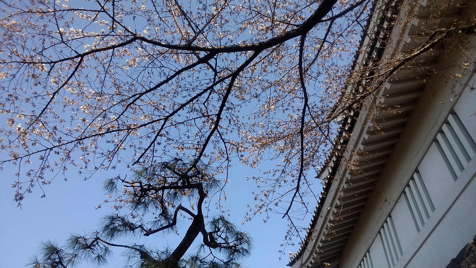 忍城　桜