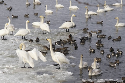 徳良湖の白鳥