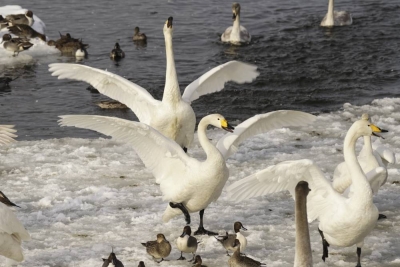 徳良湖の白鳥
