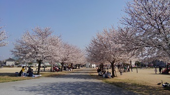 2018-03-28桜1