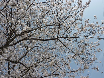 　さくら色の日々 桜2018年3月30日