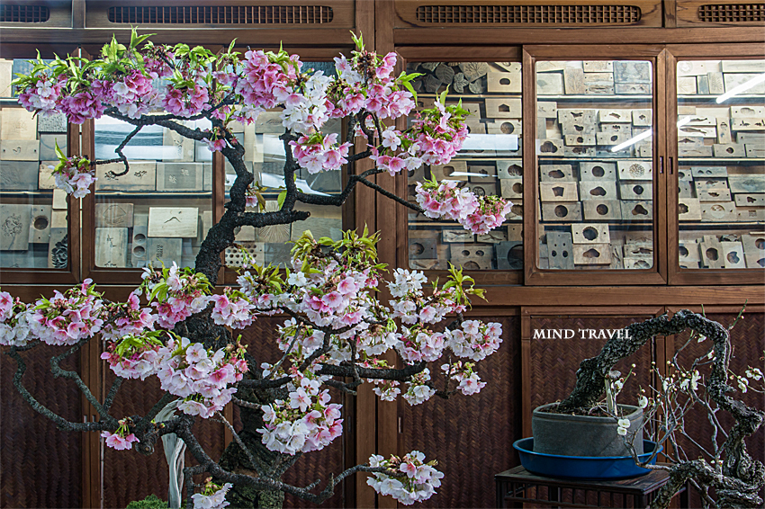 大和な雛祭　菊屋さん--桜と和菓子の型
