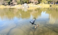 ２８－池のカラスと鴨／奥野富久子_1802