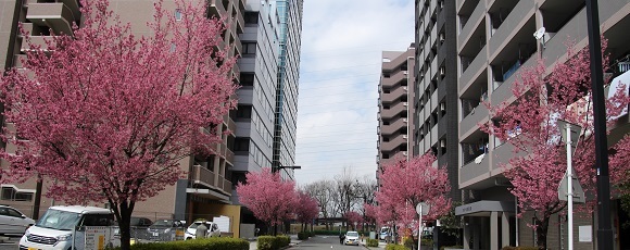 新横浜メインストリートから入った小さな通りのオカメザクラ