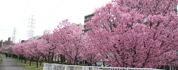 新横浜駅前公園の横浜緋桜が満開