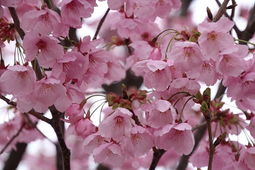 横浜緋桜の花びら１