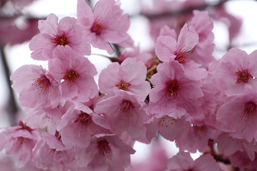 横浜緋桜の花びら２