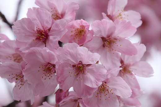 横浜緋桜の花びら３