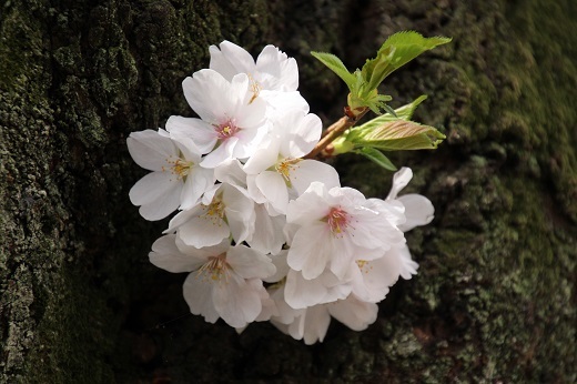幹から咲いたソメイヨシノ
