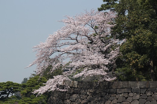 坂下門からの石垣の桜