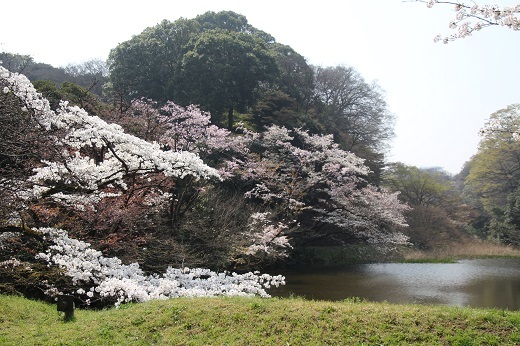 道灌濠の桜