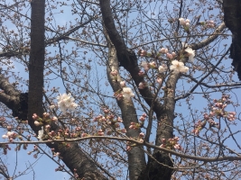 嵐山桜20180325