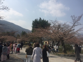 嵐山中之島公園桜20180325