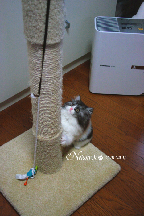 ２ヶ月のラガマフィン猫コバン、爪とぎタワーがビルみたい大きい！？