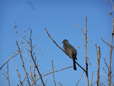 春の鳥(H30,3)