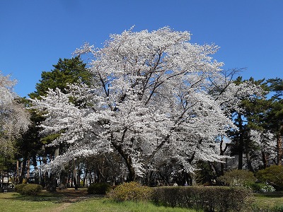 桜咲く（H30,3,30)
