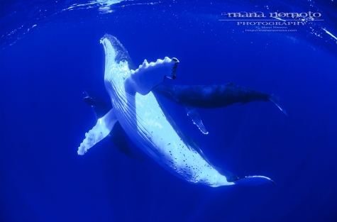 Three Whales 005_LR