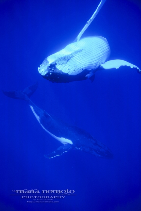 Two Whales 022_LR