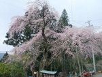寿永の桜
